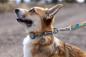 Preview: Ruffwear Crag Collar Rising Wave 36-51cm